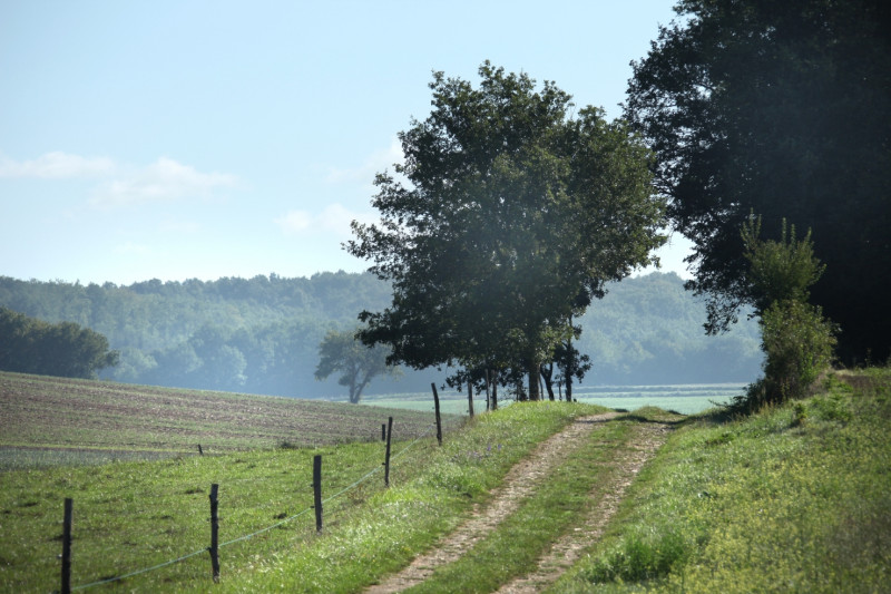 Forêt